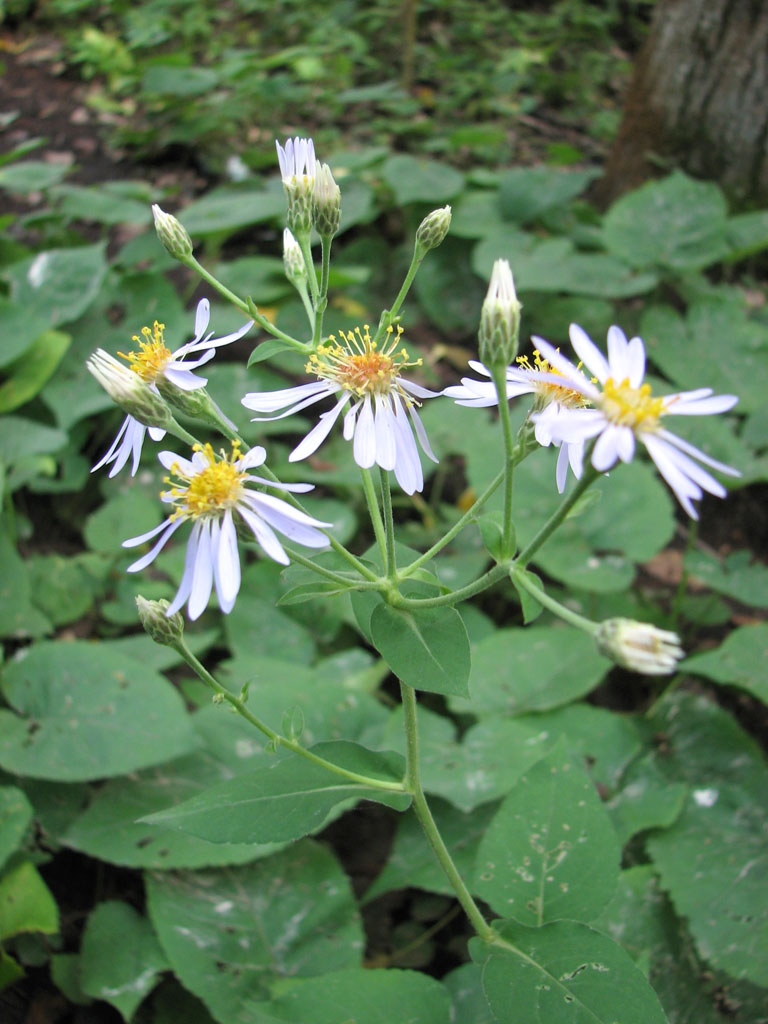 Aster - Big Leaved (Eurybia macrophylla)